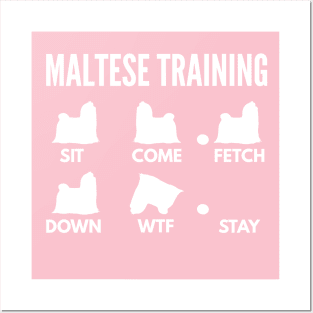 Maltese Training Maltese Dog Tricks Posters and Art